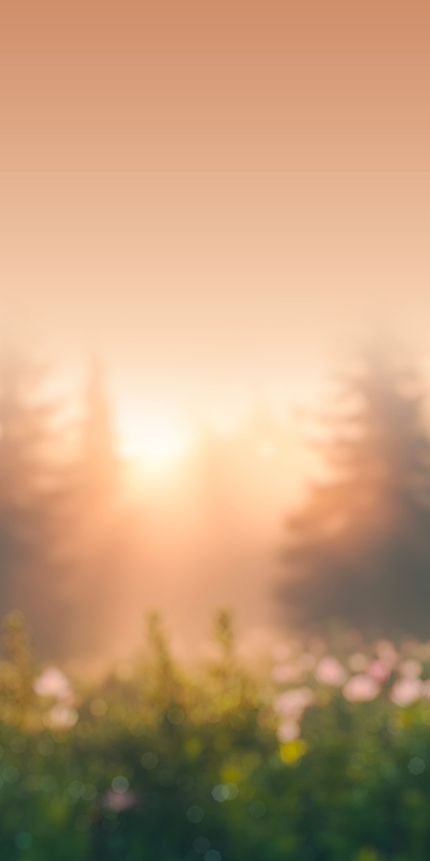 photo foret flou